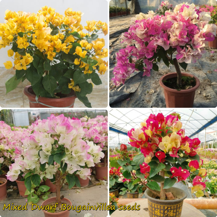 [fast Grow] 100pcs Colorful Bougainvillea Flower Seeds Bougainvillea