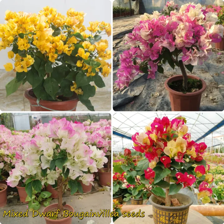 FAST GROW] 100pcs Colorful Bougainvillea Flower Seeds Bougainvillea Pants  Mixed Multi-Color Permanent Home Garden Decor