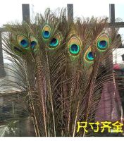 ☞﹉ natural peacock feathers with big eyes tail living room wedding flower bottle decoration home furnishings