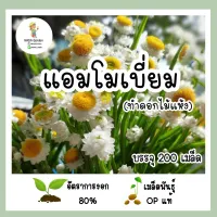 เมล็ดพันธุ์ แอมโมเบียม(ทำดอกไม้แห้ง) 200เมล็ด