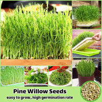 พร้อมส่งในไทย 50เมล็ด/ห่อ เมล็ดพันธุ์ ต้นสนวิลโลว์ Pine Willow Seed Vegetable Seeds for Planting เมล็ดผักต่างๆ เมล็ดพันธุ์ผัก เมล็ดบอนสี ผักออแกนิค ผักสด ปลูกผัก ผักสวนครัว พันธุ์ผัก เมล็ดพันธุ์พืช ต้นไม้มงคล เมล็ดผัก เม็ดผักสวนครัว ปลูกง่ายปลูกได้ทั่วไทย