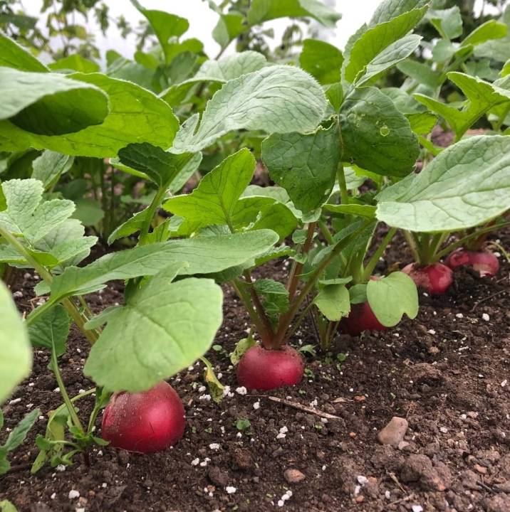 แรดีส-เมล็ดพันธุ์แรดีสเชอรี่เบลล์-cherry-belle-radish-seeds-บรรจุ-30-เมล็ด