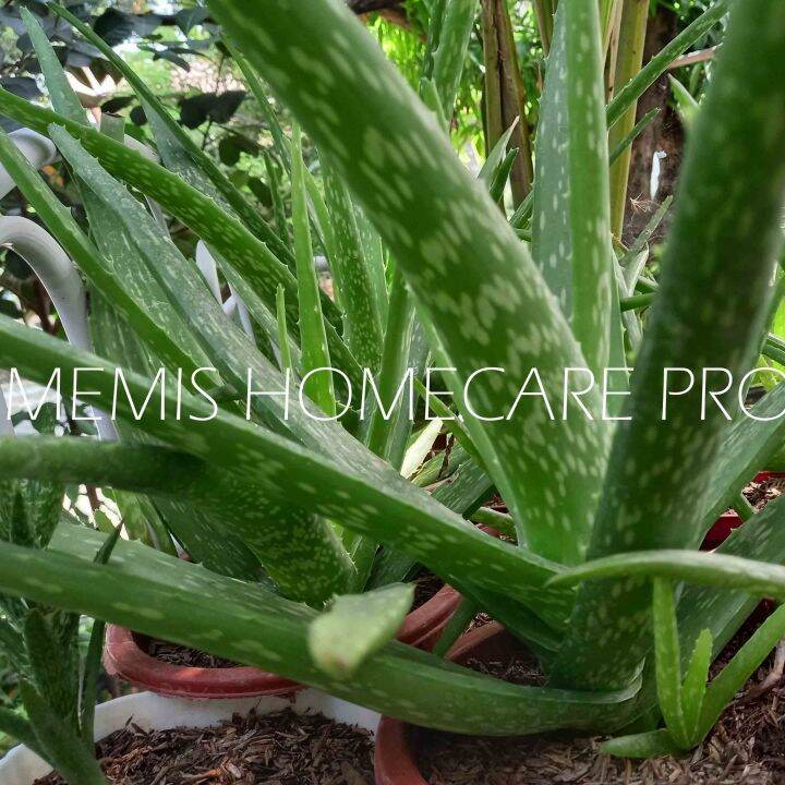 Aloe Vera Plant / Air Purifying Plant Lazada PH