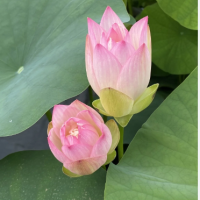 5 เมล็ดพันธุ์ บัว สายพันธุ์ HANDS OF THE GODDESS OF MERCY LOTUS สีชมพู เพาะปลูกและเก็บเมล็ดในไทย ขยายพันธุ์ในไทยได้ สายพันธุ์นิยมปลูกในอเมริกา