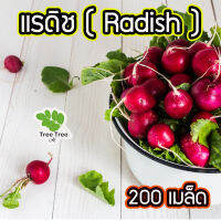 เรดิชสีแดง ? เรดเรดิช หัวผักกาด ผักกาดหัว แรดิช Radish 200 เมล็ด เมล็ดคุณภาพเกรดเอ อัตราการงอกสูง?