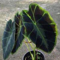 ขายดีอันดับ1 colocasia hetershoma dark shadows จัดส่งเป็นต้นเพาะแล้วตามรูป2-3 คุ้มสุดสุด ต้นไม้ ฟอก อากาศ กระถาง ต้นไม้ ไม้ ประดับ ต้นไม้ ปลูก ใน บ้าน