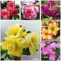 11 เมล็ด เมล็ดพันธุ์ Home Seed  ชวนชม สายพันธุ์ฮอลแลนด์ คละสี Adenium Seeds กุหลาบทะเลทราย Desert Rose ราชินีบอนไซ อัตรางอกสูง 80-90% มีคู่มือปลูก