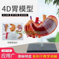 4 d stomach model body parts assembled model stomach anatomical model structure educational toys