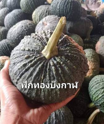 ฟักทองบึงกาฬ Pumpkin Bueng-Kaan Seed ฟักทอง เมล็ดพันธุ์ฟักทอง ราคาถูก ปลูกง่าย เนื้อละเอียด แน่นหวาน  บรรจุ 4 เมล็ด