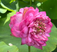 5 เมล็ดพันธุ์ บัว สายพันธุ์ PRINCESS AUBRIE OF TEN MILE CREEK LOTUS สีชมพูแดง เพาะปลูกและเก็บเมล็ดในไทย ขยายพันธุ์ในไทยได้ สายพันธุ์นิยมปลูกในอเมริกา