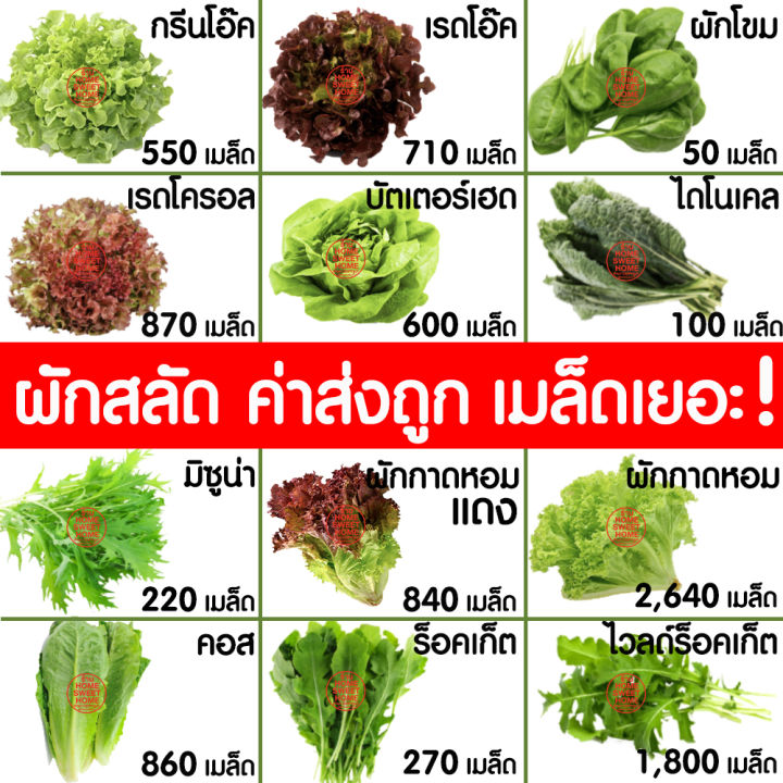 ค่าส่งถูก-เมล็ดผัก-เมล็ดผักสลัด-ผักชี-850-เมล็ด-เมล็ดพันธุ์-เมล็ดพันธุ์ผักสลัด-งอกดี-ปลูกผัก-ผักสลัด-สลัด-salad-ไฮโดร-hydroponic