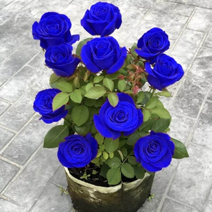 Rainbow Rose Seed for Sale Assorted Flower Seeds (It's a seed, not a
