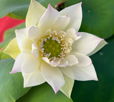 5 เมล็ด บัวนอก บัวนำเข้า บัวสายพันธุ์ Rain Mini Lotus สีขาว สวยงาม ปลูกในสภาพอากาศประเทศไทยได้ ขยายพันธุ์ง่าย เมล็ดสด