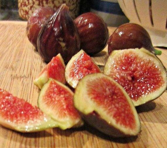 figs-ต้นมะเดื่อฝรั่ง-พันธุ์-ice-crystal-ไอซ์คริสตัล-อร่อย-หวาน-หอมมากๆ-ต้นสมบูรณ์มาก-รากแน่นๆ-จัดส่งพร้อมกระถาง-6-นิ้ว-ลำต้นสูง-45-50-ซม-ต้นไม้แข็งแรงทุกต้น-เรารับประกันจัดส่งห่ออย่างดี-จัดส่งสินค้าตา