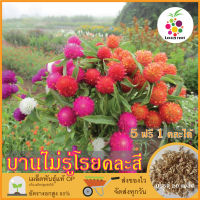 ซื้อ5 แถม1 เมล็ดพันธุ์ ดอกบานไม่รู้โรย คละสี 20 เมล็ด (Mixed Globe Amaranth Flower Seed) เมล็ดพันธุ์แท้ ปลูกง่าย อัตรางอกสูง เก็บเมล็ดปลูกต่อได้