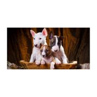 【☑Fast Delivery☑】 liguoyin ผ้าเช็ดมืออาบน้ำ Bull Terrier สำหรับสุนัข Bull Terrier สุนัขพันธุ์บูลเทอร์เรียสุดเท่สำหรับสุนัขผ้าเช็ดตัวสำหรับกีฬาชายหาดนิ่มแบบไมโครไฟเบอร์