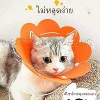 Pattaya คอลล่าแมว ปลอกคอดอกไม้ ปลอกคอกันเลีย คอลล่าสุนัข  Cat coll