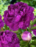 20 เมล็ด เมล็ดโบตั๋น ดอกโบตั๋น ดอกพีโอนี (Peony) สีม่วง Purple Peony ดอกไม้นี้​เป็นสัญลักษณ์ของความมั่งคั่งร่ำรวย ความซื่อสัตย์ อัตรางอกสูง 70-80%