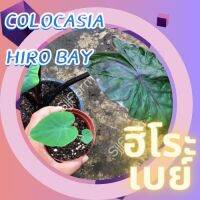 1 ต้น โคโลคาเซีย ฮิโระเบย์ Colocasia Hilo bay ปลูกได้ทั้งแบบบนดินและในน้ำ? จัดส่งแบบยกกระถาง สินค้าพร้อมส่ง
