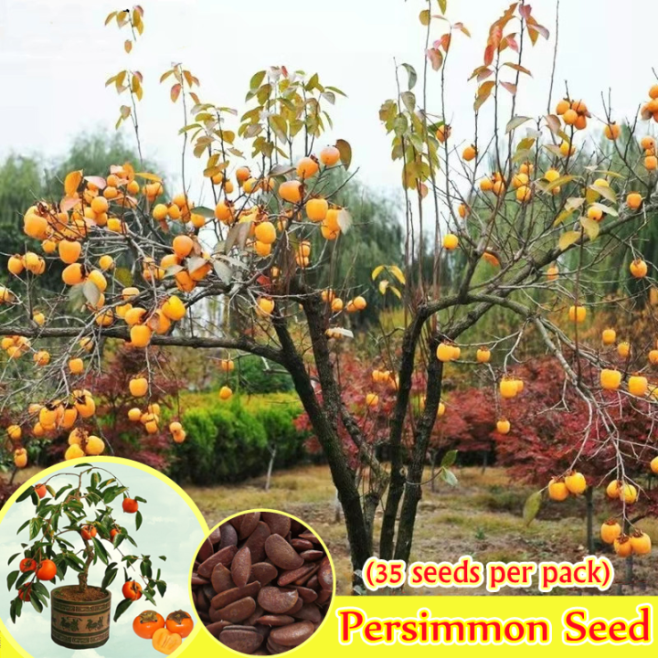Philippines Ready Stock 35pcs Very Good Persimmon Fruit Seeds Very Nutrient and Sweet Fruit Tree