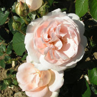 20 เมล็ด กุหลาบ นำเข้า Renaissance Rose Seeds สายพันธุ์ Claire ดอกไม้สีชมพู