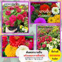 ต้นบานชื่น ดอกบานชื่น บานชื่น ต้นดอกบานชื่น (รูปสินค้าจริงของทางร้าน)