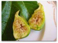 10 เมล็ด เมล็ดมะเดื่อฝรั่ง Figs สายพันธุ์ Peters Honey (ปีเตอร์ฮันนี่) ของแท้ 100% มะเดื่อฝรั่ง หรือ ลูกฟิก (Fig) อัตรางอก 70-80% Figs seeds มีคู่มือวิธีปลูก