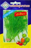 ผักชีลาว Dill เมล็ดพันธุ์ตราสามเอ AAA