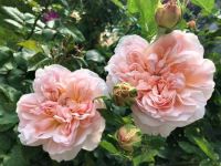 30 เมล็ด เมล็ดพันธุ์ กุหลาบ Toscani Rose Seeds ดอกใหญ่ ดอกหอม นำเข้าจากต่างประเทศ พร้อมคู่มือ เมล็ดสด ใหม่