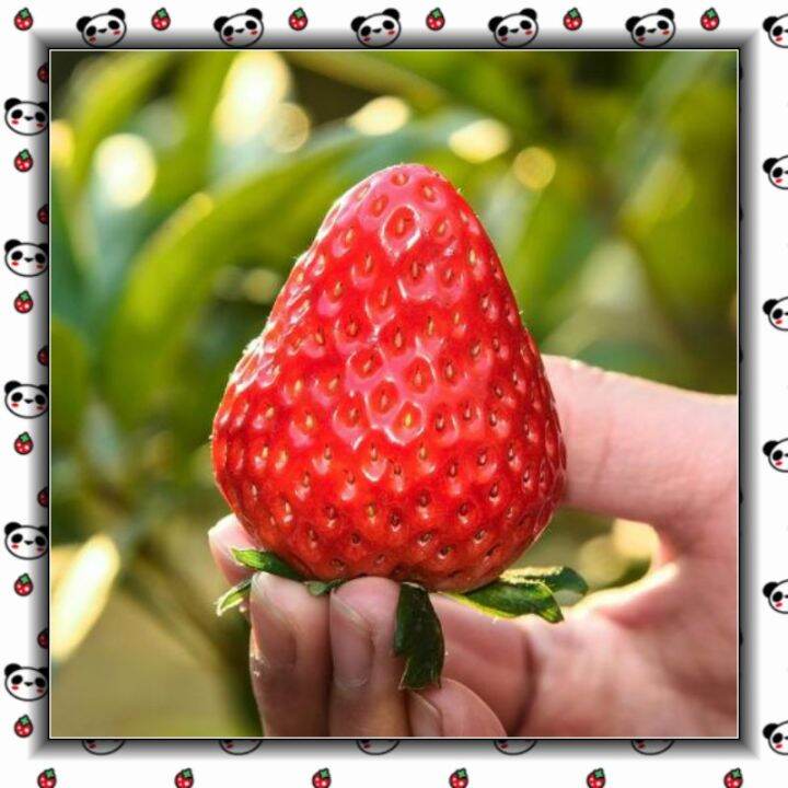 100Pcs Giant Red Strawberry Seeds Heirloom Super Japan Strawberry