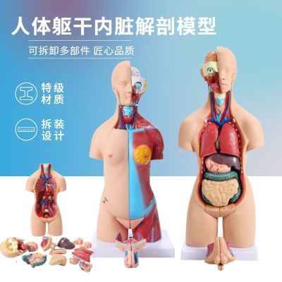 Human body model 28 cm55cm torso human viscera heart anatomy model medical AIDS bone educational toys