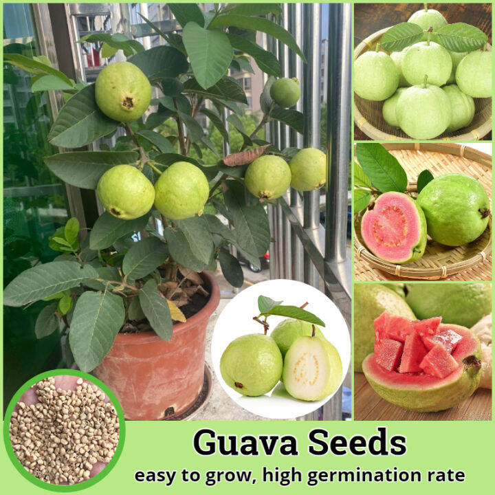 [Easy To Grow] Good Quality Fruit Seeds Fresh Guava Seeds for Planting