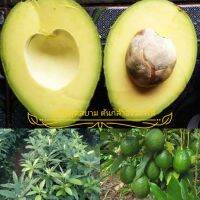 จัดโปร ต้นอโวคาโด เสียบยอด สายพันธุ์ ทีเอ21 TA21 Avocado grafted tree ต้นแข็งแรง ทรงพุ่มสวย รากแน่นๆ พร้อมปลูก ลดราคา ต้นไม้ ต้นไม้มงคล ต้นไม้ฟอกอากาศ พรรณไม้