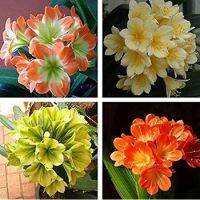 10 เมล็ดพันธุ์ เมล็ด คลิเวีย คลีเวีย ว่านสิบแสน คลิเวียด่าง Lily Clivia seeds อัตราการงอก 80-85%