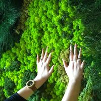 40/20g Artificial Immortal Moss Green Fake Plant for Home Garden Livingroom Greening Decor Wall Fill Flower Plant Fake Moss Spine Supporters
