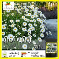 ซื้อ 1 แถม 1，50 เมล็ด (ไม่ใช่พืช)เมล็ดพันธุ์ ดอกเดซี่ สีขาว เมล็ด  เมล็ดพันธุ์แท้ นำเข้าจากต่างประเทศ ปลูกผักสวน