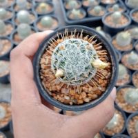 ??แมมดูไว ?? Mammillaria duwei ไม้เมล็ด ขนาด 3-5 ซม. ต้นกระบองเพชร ต้นแคคตัส (แคคตัส กระบองเพชร)