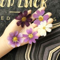 50pcs Dried Pressed Natural Purple White Cosmos Galsang Flower Plant Herbarium For Postcard Photo Frame Jewelry Bookmark Craft