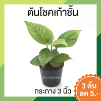 ?โปร 9.9 ? [แพ๊ก 10 ต้น] ต้นโชคเก้าชั้น กระถาง 3 นิ้ว ต้นไม้มงคลเรียกทรัพย์ ไม้มงคลจิ๋ว ต้นไม้มงคลเรียกทรัพย์ ต้นไม้มงคลสวยๆ