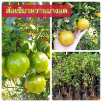 ส้มเขียวหวานบางมด เสียบยอด มีรากแก้ว โตไว แข็งแรง สูง 40-50ซม. ปลูก 2-3 ปีติดผล