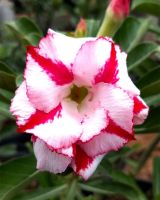 12 เมล็ด เมล็ดพันธุ์ ชวนชม สายพันธุ์ไต้หวัน ดอกซ้อน Adenium Seeds กุหลาบทะเลทราย Bonsai Desert Rose ราชินีบอนไซ อัตรางอกสูง 70-80%