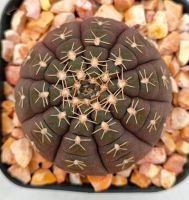 กระบองเพชร Gymnocalycium ragonesei ยิมโนจานบิน ผิวม่วงดำเข้ม