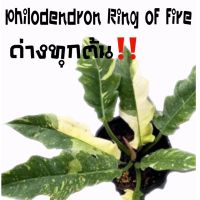 ( Promotion+++) คุ้มที่สุด ต้นฟิโลเดนดรอนใบเลื่อย (Philodendron ring of fire var.) 11.11 ‼️คัดด่าง ลายสวย ไม้ ราคาดี พรรณ ไม้ น้ำ พรรณ ไม้ ทุก ชนิด พรรณ ไม้ น้ำ สวยงาม พรรณ ไม้ มงคล