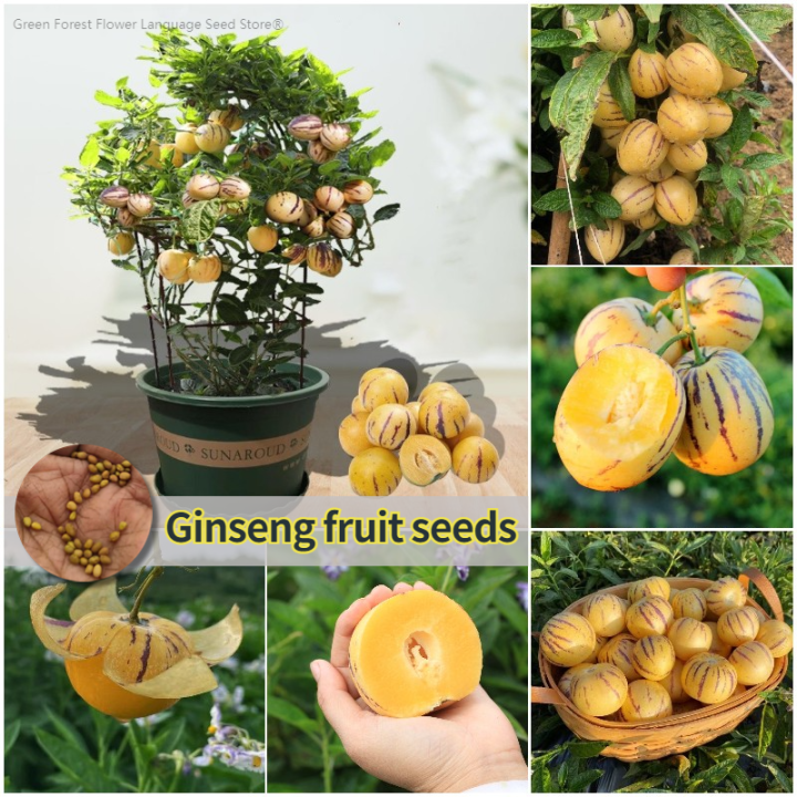 100 Fresh Seeds Ginseng Fruit
