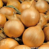 100 เมล็ด เมล็ดหอมหัวใหญ่ สายพันธุ์ หอมใหญ่ Majka ของแท้ 100% อัตรางอกสูง 70-80% Onion seed มีคู่มือปลูก