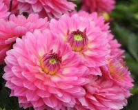 รักเร่ Dahlia Bulb สายพันธุ์ Bellini  1 หัว/ออเดอร์ หัวรักเร่ ดอกไม้ หัวหน่อ เหง้า นำเข้า เนเธอร์แลน หัวสดใหม่