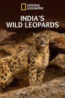 India s Wild Leopards (เสือดาวป่าแห่งอินเดีย 2020 ) (เสียง อังกฤษ | ซับ ไทย) DVD