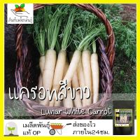 ซื้อ 1 แถม 1，50 เมล็ด (ไม่ใช่พืช)เมล็ดพันธุ์ แครอท สีขาว เมล็ด เมล็ดพันธุ์แท้ นำเข้าจากต่างประเทศ โตไว ปลูกง่าย พืชผัก สวน