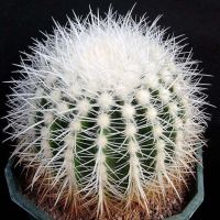 เมล็ดถังเงิน ไม้มงคลถังเงิน/ถังทอง (Echinocactus grusonii v alba) 5 เมล็ด