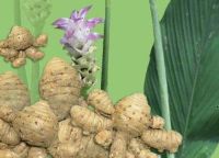 ว่านชักมดลูก (Temulawak) 1 กิโลกรัม หัวสด ใช้ปลูกได้ ใช้ทานได้ (Curcuma comosa Roxb.) ชื่ออื่นๆ ว่า ว่านชักมดลูกตัวเมีย ว่านทรหด ว่านหำหด